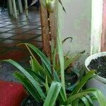 Phragmipedium longifolium Агульны выгляд