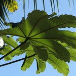 Cecropia peltata Yaprak