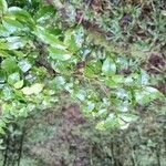 Grangeria borbonica Hoja