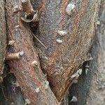 Caesalpinia spinosa Bark