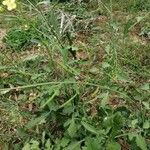 Brassica fruticulosa Fruto