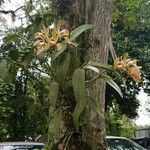 Cattleya forbesii ശീലം