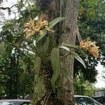 Cattleya forbesii Hábito