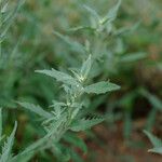 Chenopodium ficifolium Lehti