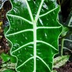 Alocasia longilobaFolha