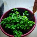 Mentha requienii Leaf