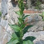 Verbascum lychnitis Habit