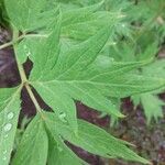 Paeonia ludlowii Yaprak
