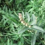 Atriplex tataricaÕis