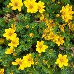 Bidens aurea Flor