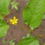 Corchorus aestuans Flower