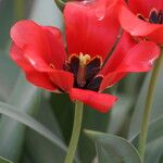 Tulipa fosteriana Flower