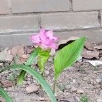 Curcuma alismatifoliaFlor