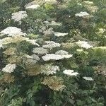 Sambucus nigraКветка