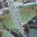 Opuntia robusta Leaf