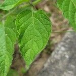 Physalis heterophylla Foglia