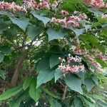 Clerodendrum trichotomum Квітка