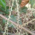 Alchornea cordifolia Flower