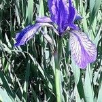 Iris sibirica花