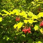 Viburnum trilobumFroito