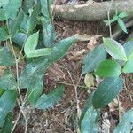 Mouriri gleasoniana Leaf