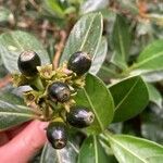 Chassalia gaertneroides Fruto