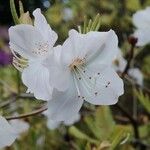 Rhododendron schlippenbachii Kvet