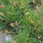 Bulbine frutescens Plante entière