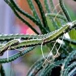 Selenicereus grandiflorus Leaf