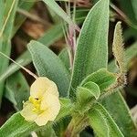 Commelina africana Levél
