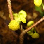 Hedycarya cupulata Fruto