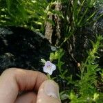 Veronica fruticulosa Flower