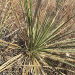 Yucca arkansana Habit