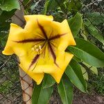 Solandra maxima Blüte