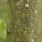 Virola michelii Corteza