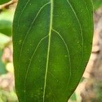Cuphea ignea Blatt