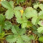 Potentilla reptans 葉