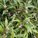 Sarcococca orientalis Vivejo