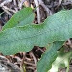 Microgramma squamulosa Leaf