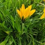 Wyethia angustifolia Flower