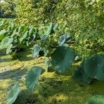 Nelumbo lutea Folha