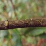 Acalypha integrifolia Кора