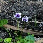 Viola hederacea Blüte