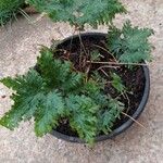 Selaginella willdenowiiDeilen