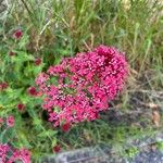 Centranthus ruberFlor