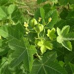 Jatropha chevalieri ശീലം