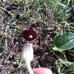 Arisarum vulgareКветка