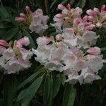 Rhododendron morii Çiçek
