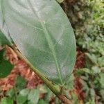 Cleistanthus ripicola Hoja