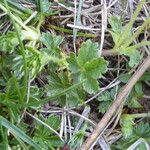 Potentilla brauneana Blad